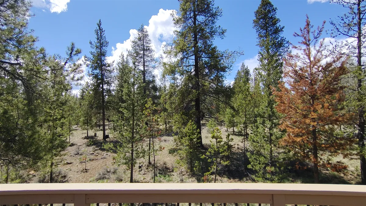 A wide-open landscape of tall pine trees under a bright blue sky, inviting guests to explore nearby trails, enjoy picnics, and experience the serenity of Sunriver. The expansive view showcases the natural beauty accessible just beyond the doorstep.